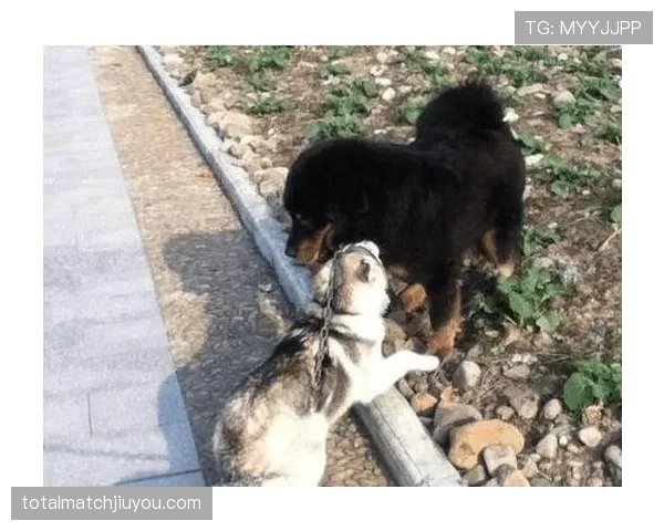 张继科穿拖鞋遛狗,车库停着能买好几套房的车,心态跟我不在一个地球